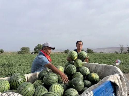 乌海吃瓜群众轨迹,揭秘城市生活百态