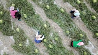 鹤鸣吃瓜群众事件,揭秘网络舆论背后的真相