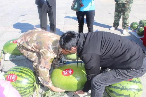 吃瓜群众吃瓜活动,吃瓜群众共赴吃瓜盛宴